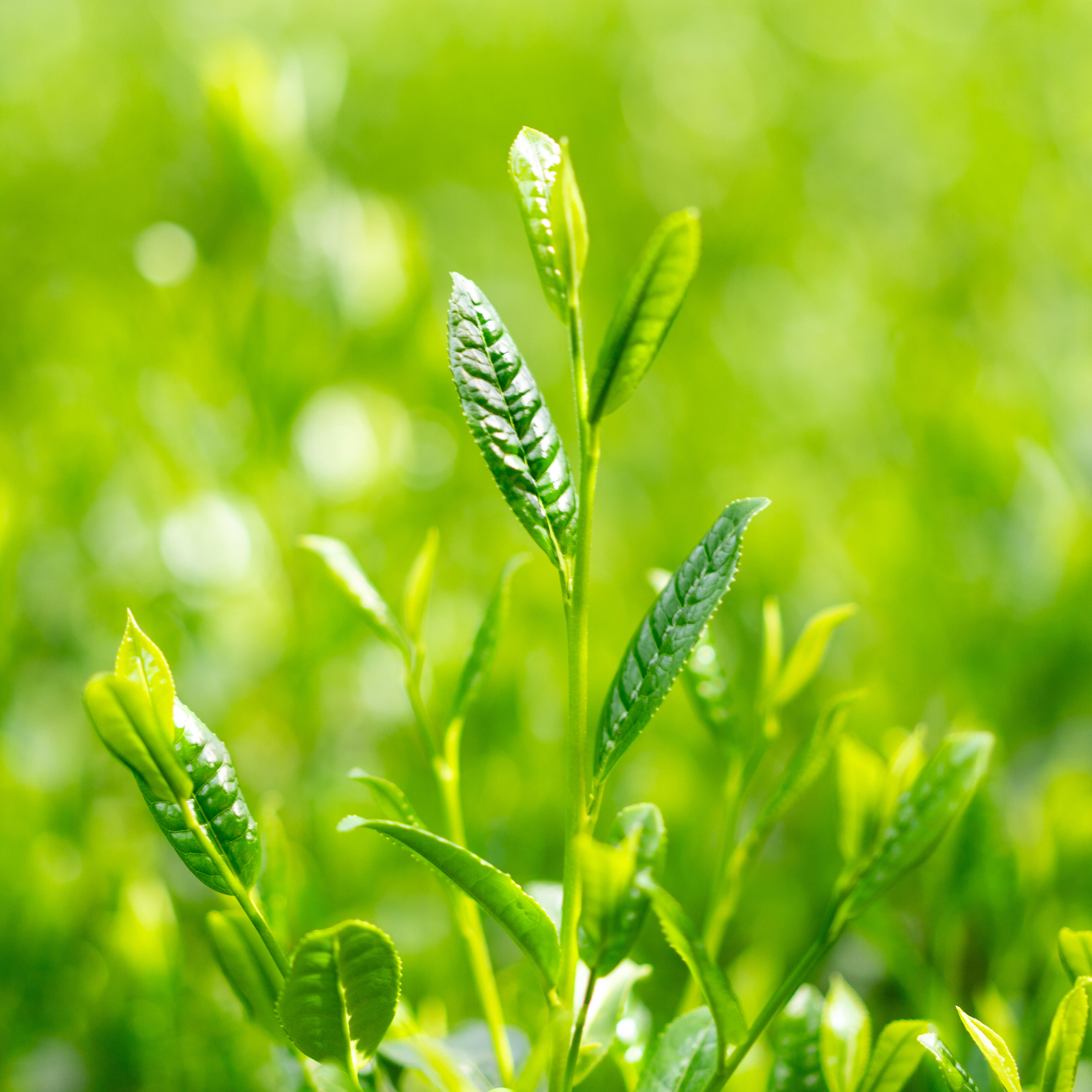 2024 茶園だより「新芽」 | お茶を愉しむ | 宇治 茶 山政小山園 一貫